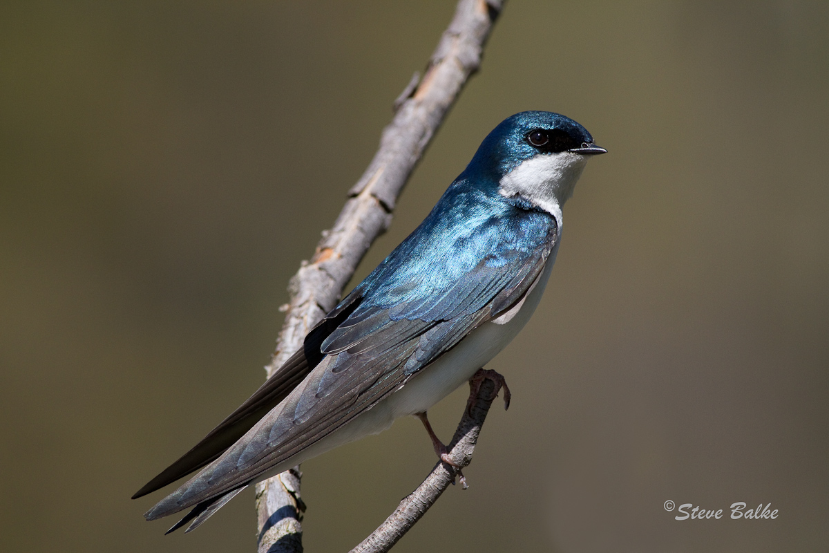 Swallow+Repost
