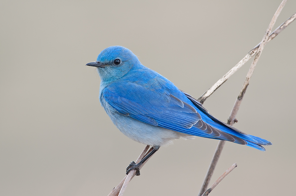 Mountain Bluebird Male 7