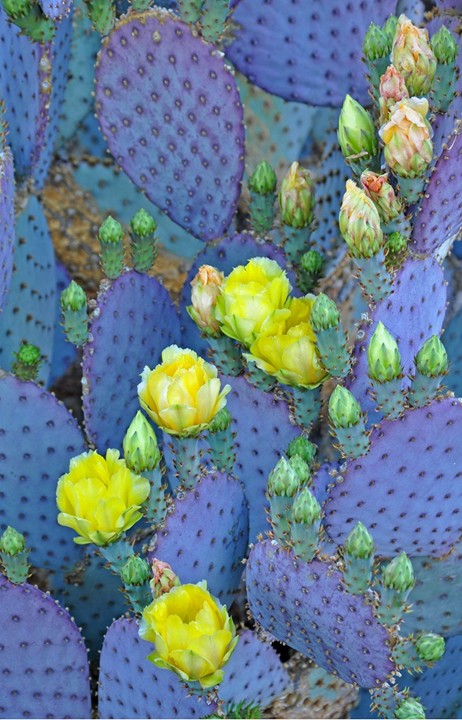 Santa Rita Prickly Pear 