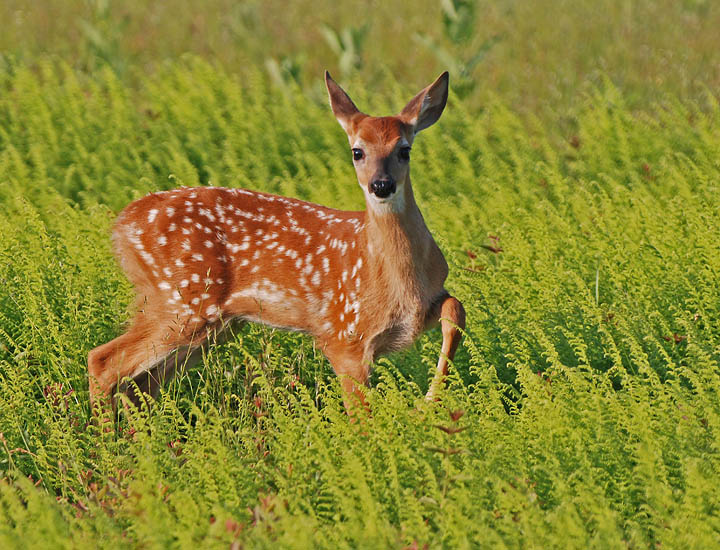 Fawn In Ferns