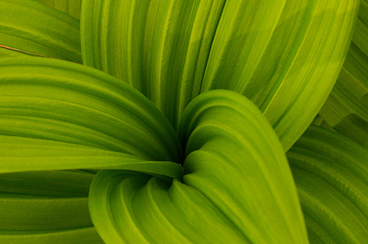 Hellebore curves #2