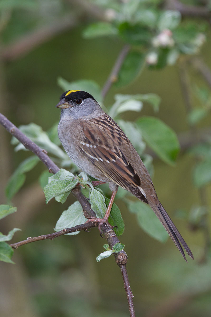Golden-crowned Sparrow