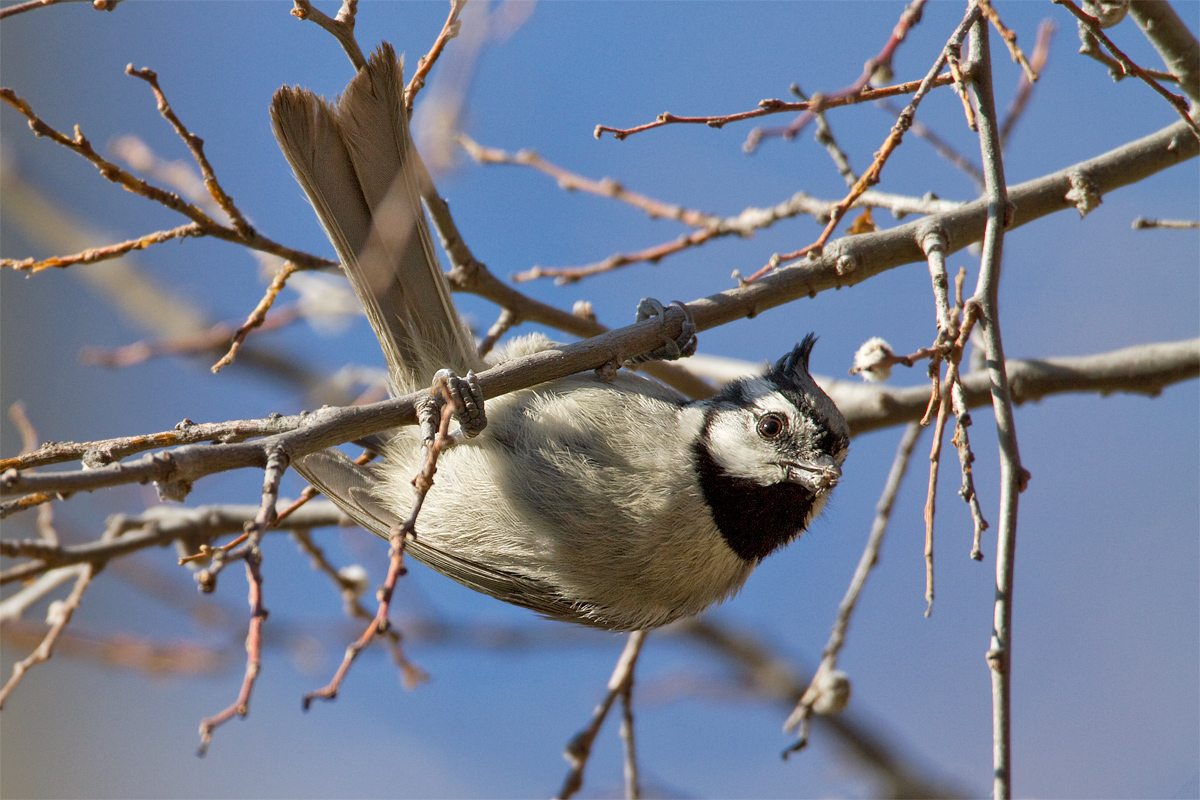 Bridled Titmouse