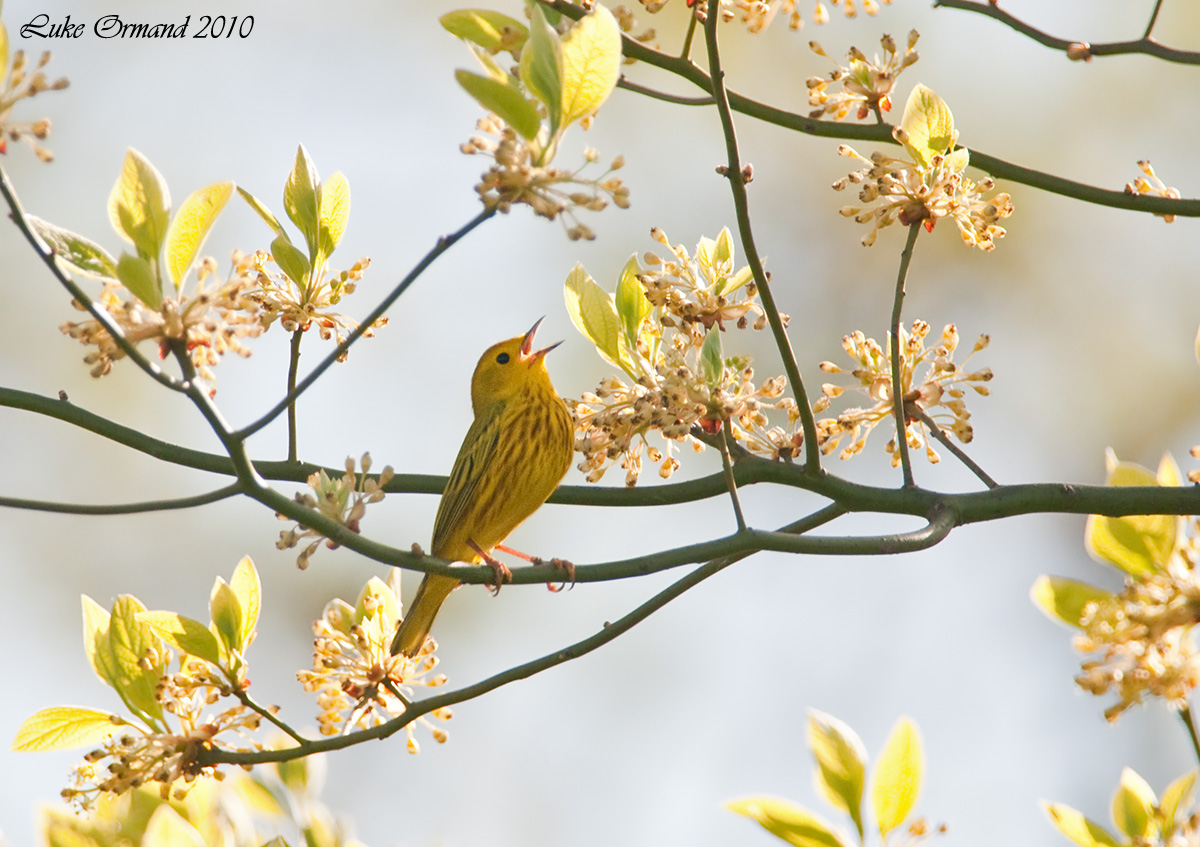 Yellow Warbler