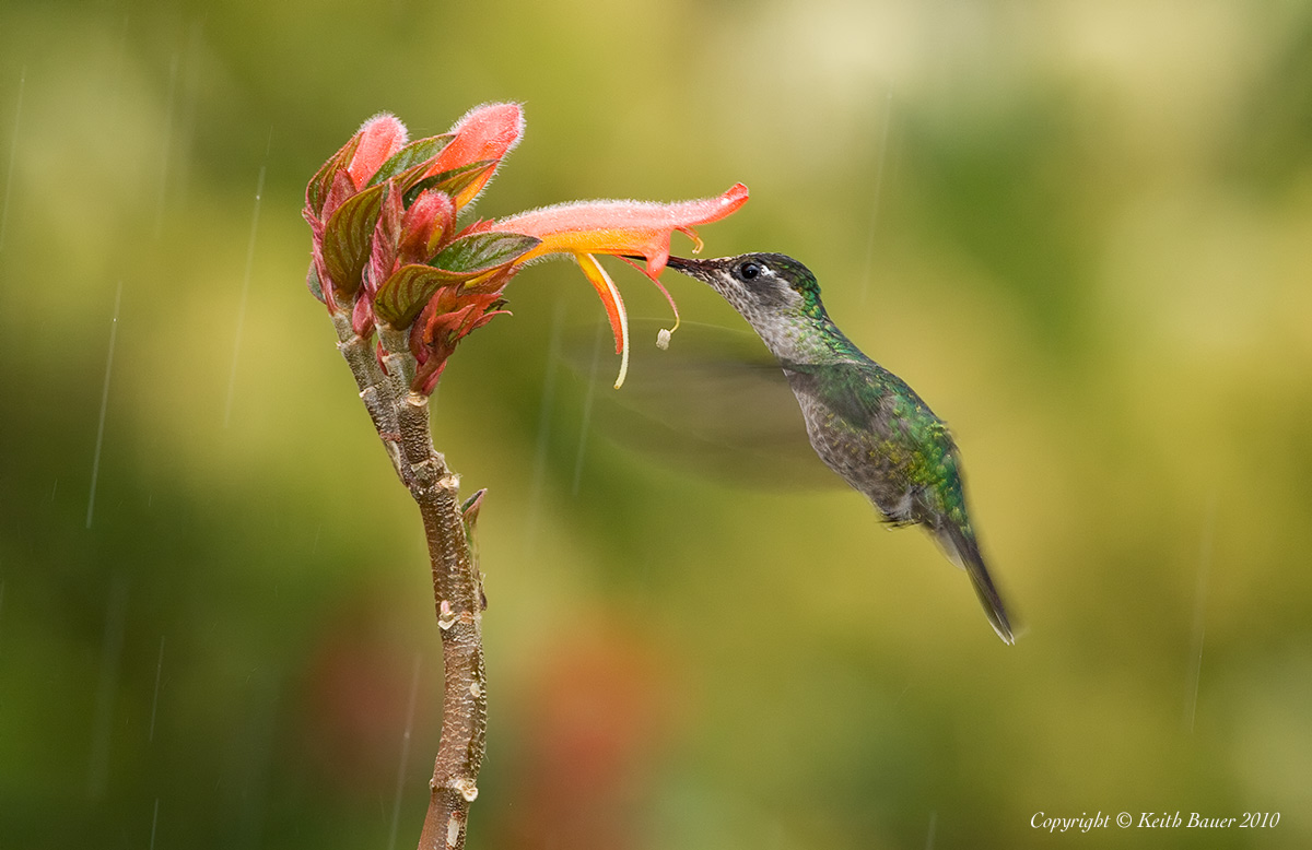 Hummer In The Rain