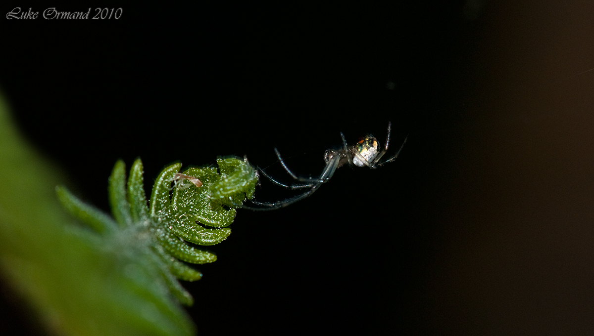 Itsy Bitsy