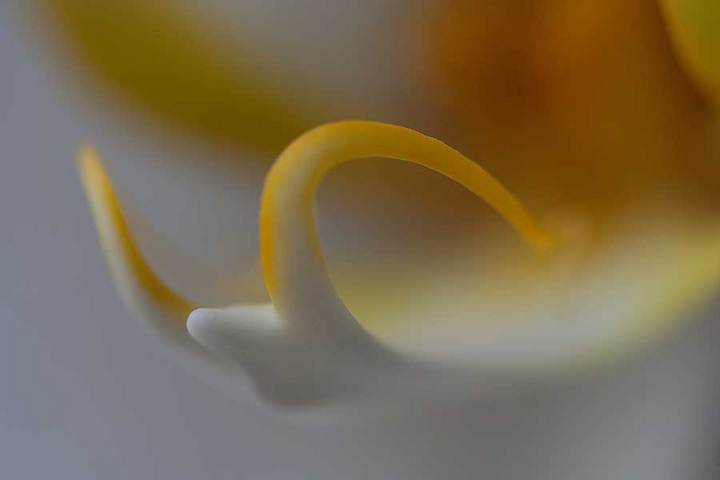 In the spirit of Lalique