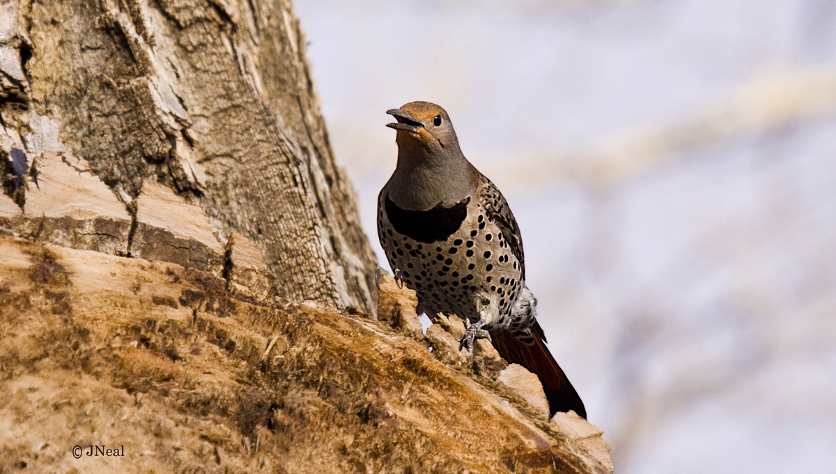 Red-shafted Flicker 