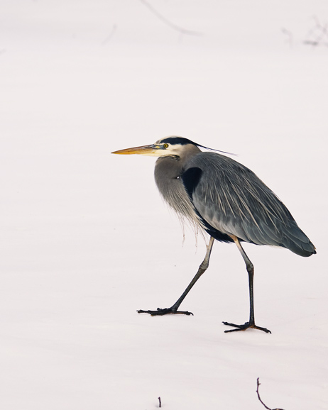 Great Blue