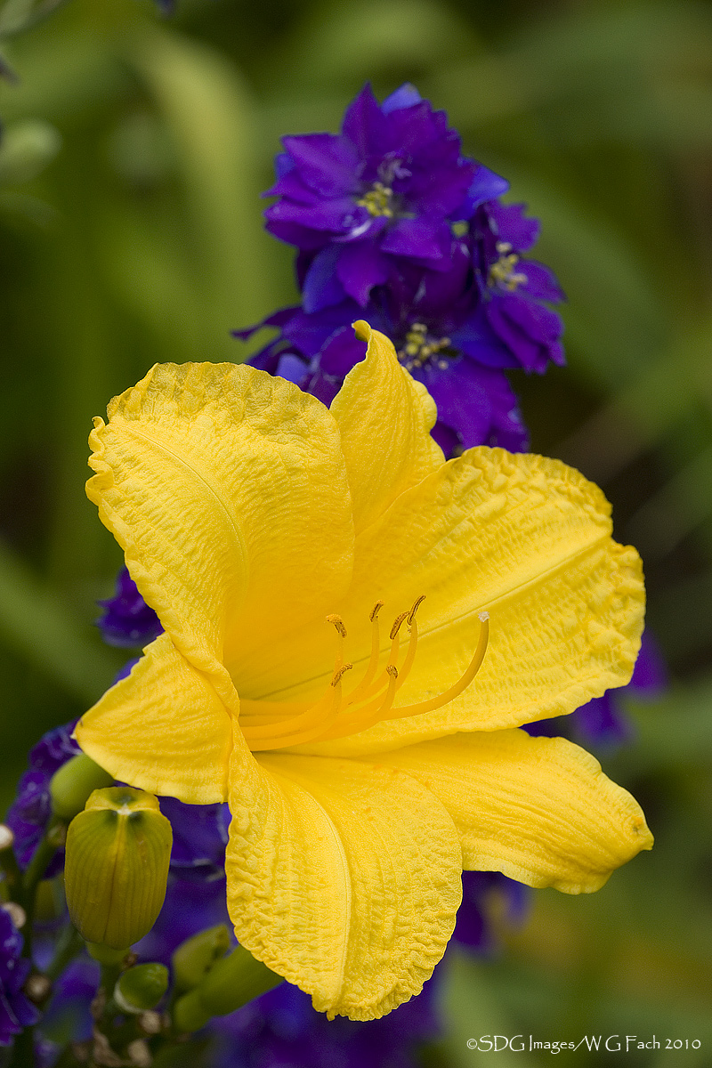 Complementary Colors
