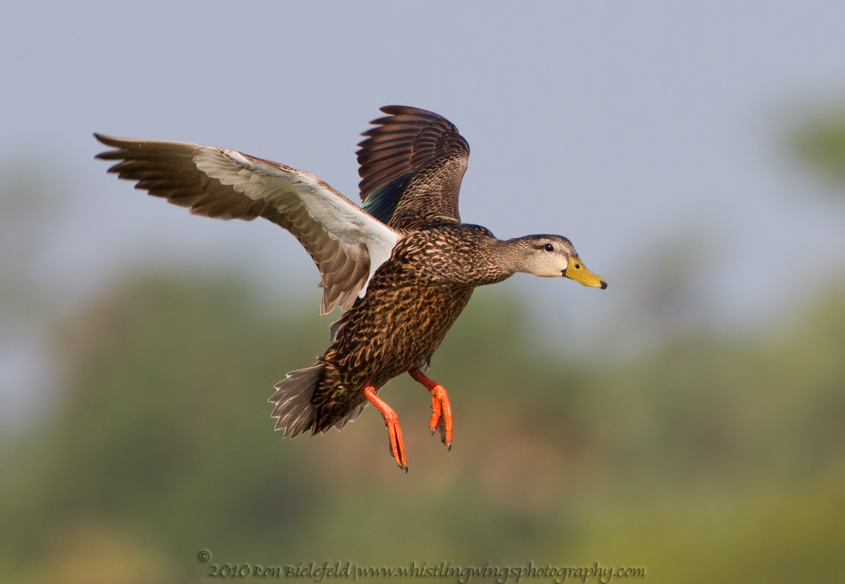 Mottled duck