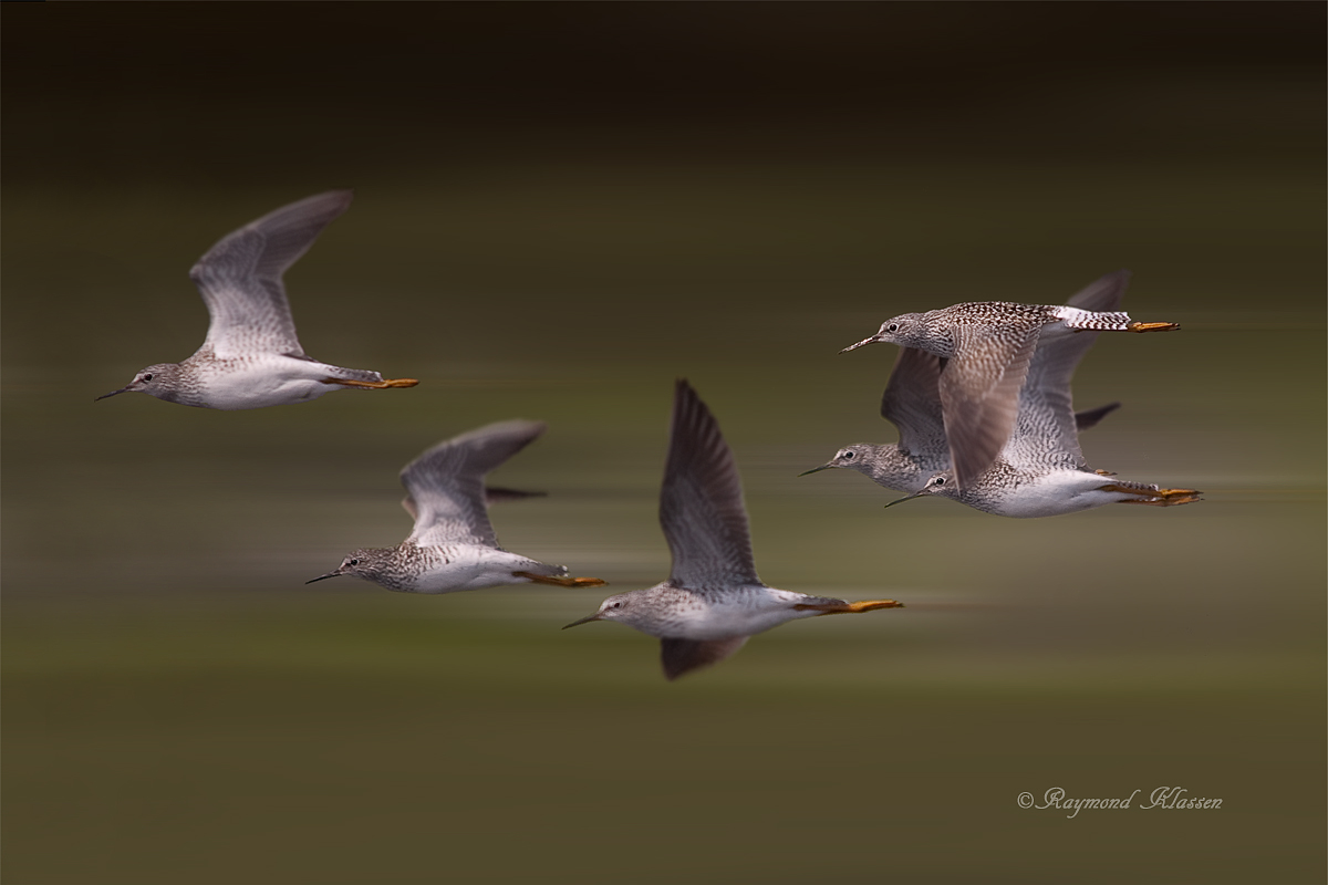 Yellowlegs in Flight