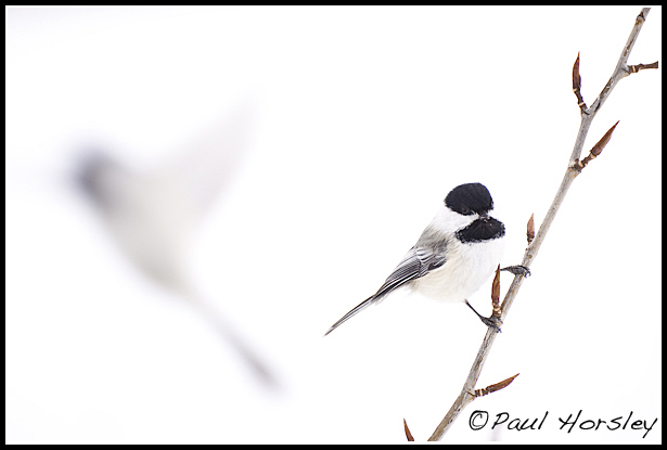 Chickadees