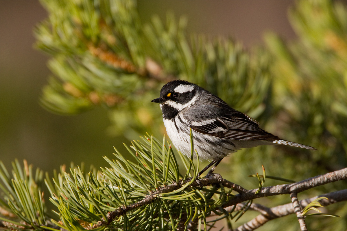 Black-throated Gray Warbler