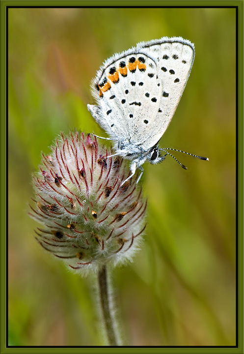 White Butterfly