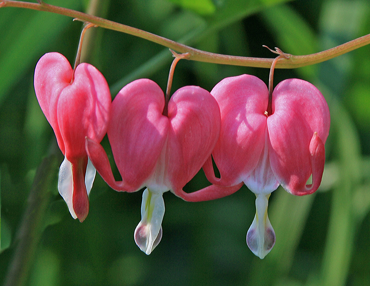 Bleeding Hearts