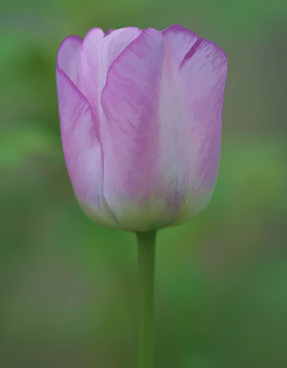 Watercolor Tulip & repost