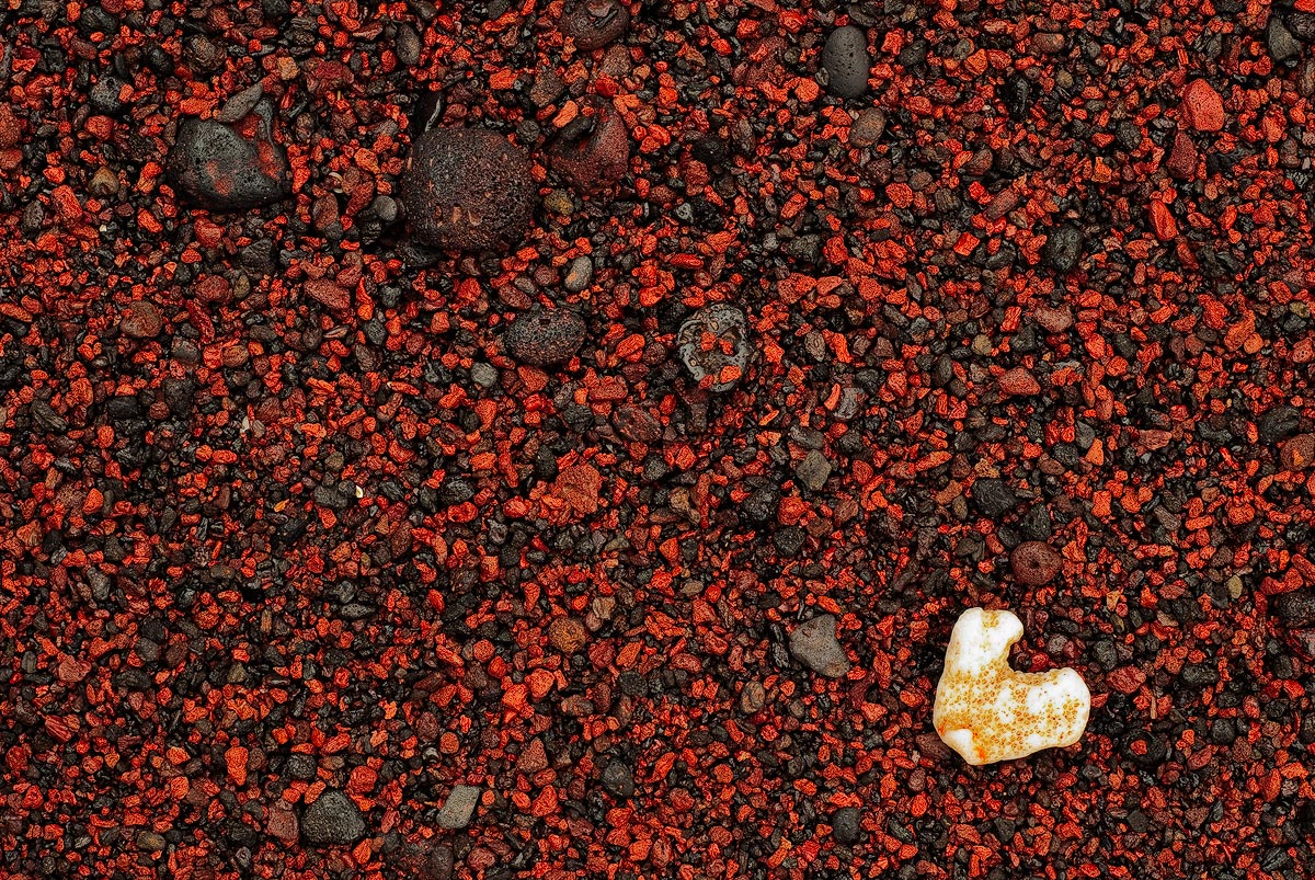 Coral on Red Sand