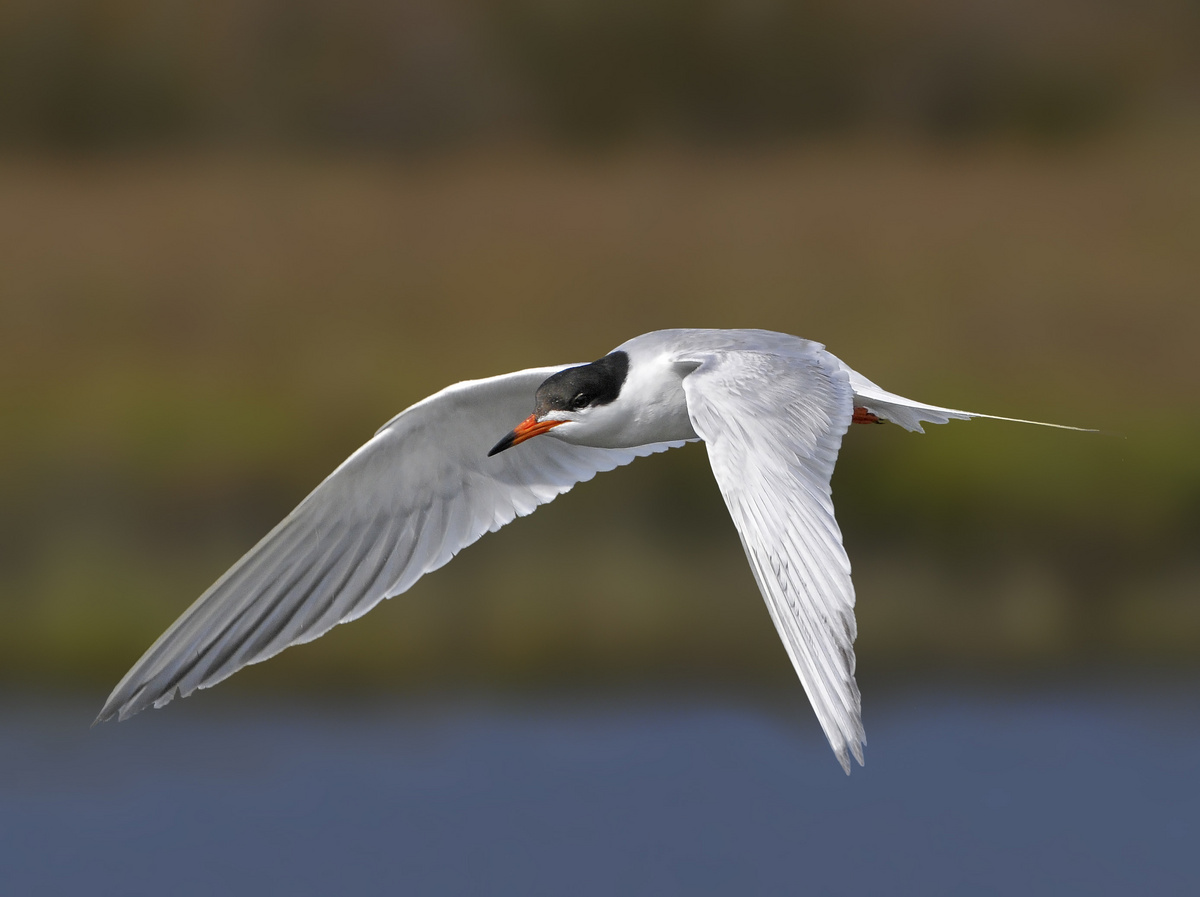 Forsters Tern (part 2)