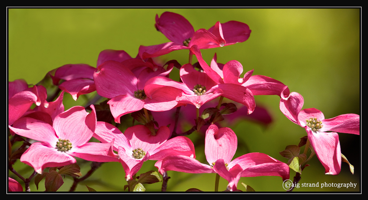 Pink Dogwood