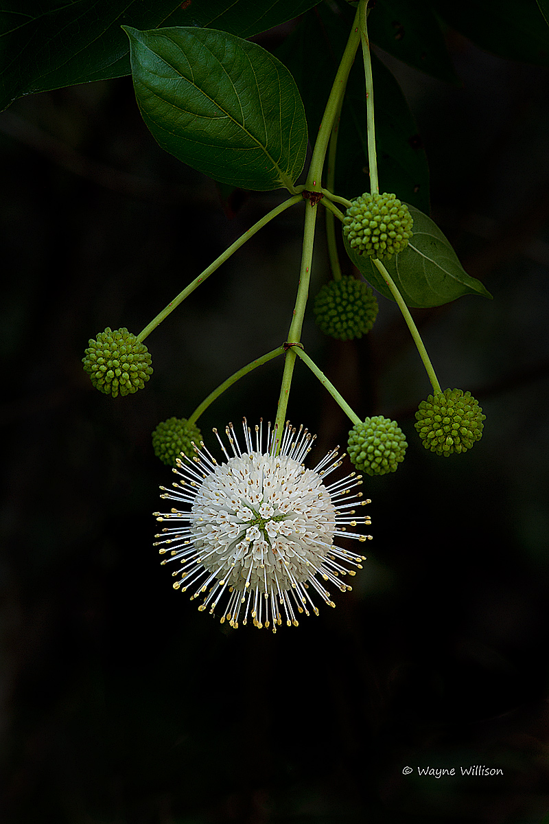 Button Bush