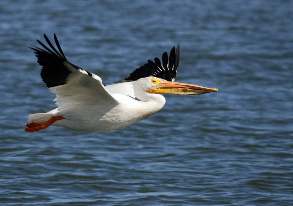 Pelican