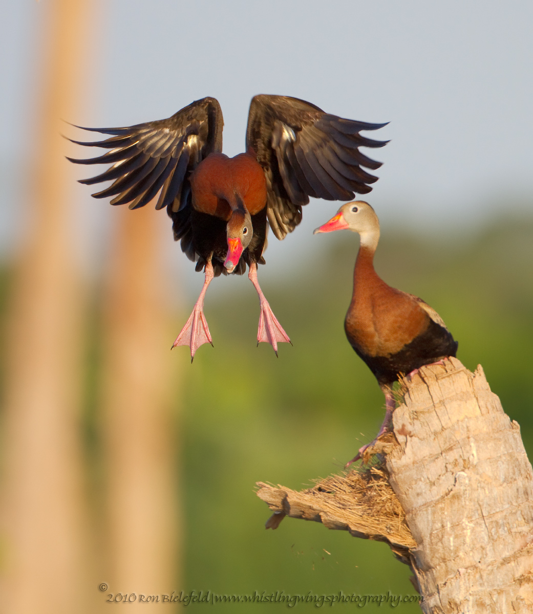 BB whistling duck pair