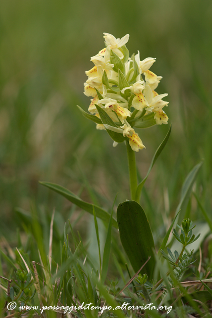 Wild orchis #2