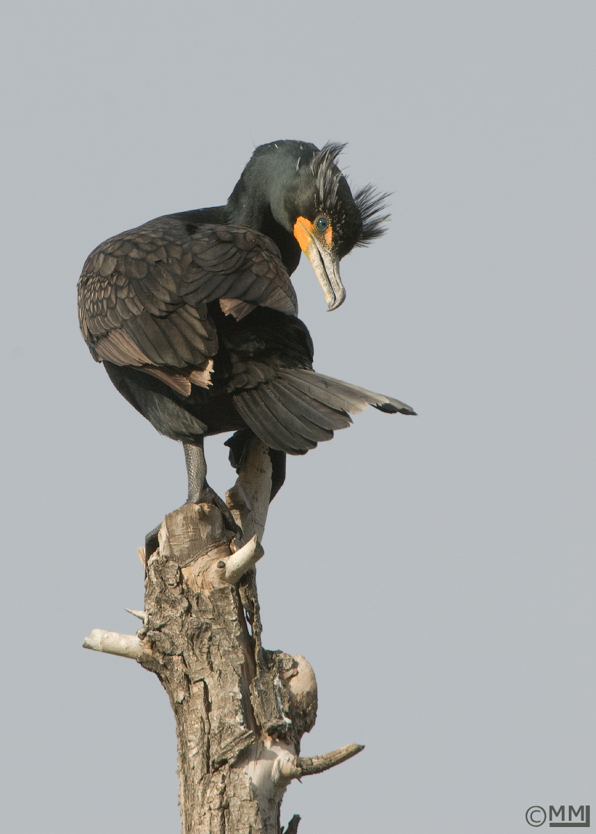 Double-crested Cormorant