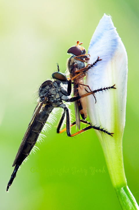 Deadly Embrace