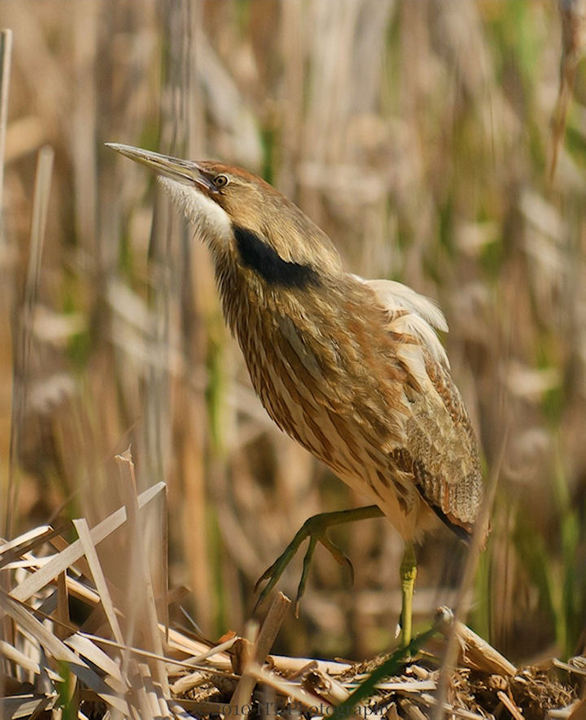 American Bittern