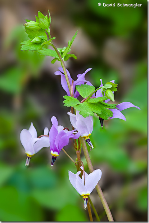 Jeweled Shooting Stars