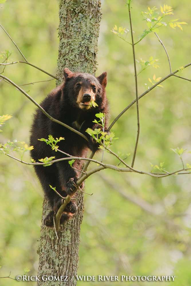 Hungry Bear cub