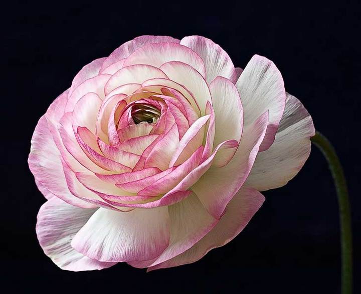 Ranunculus #5
