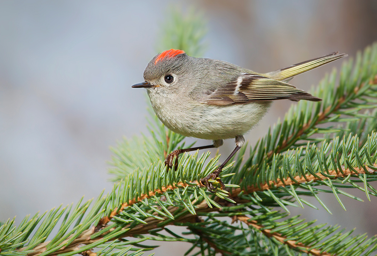 Ruby-Crowned Kinglet