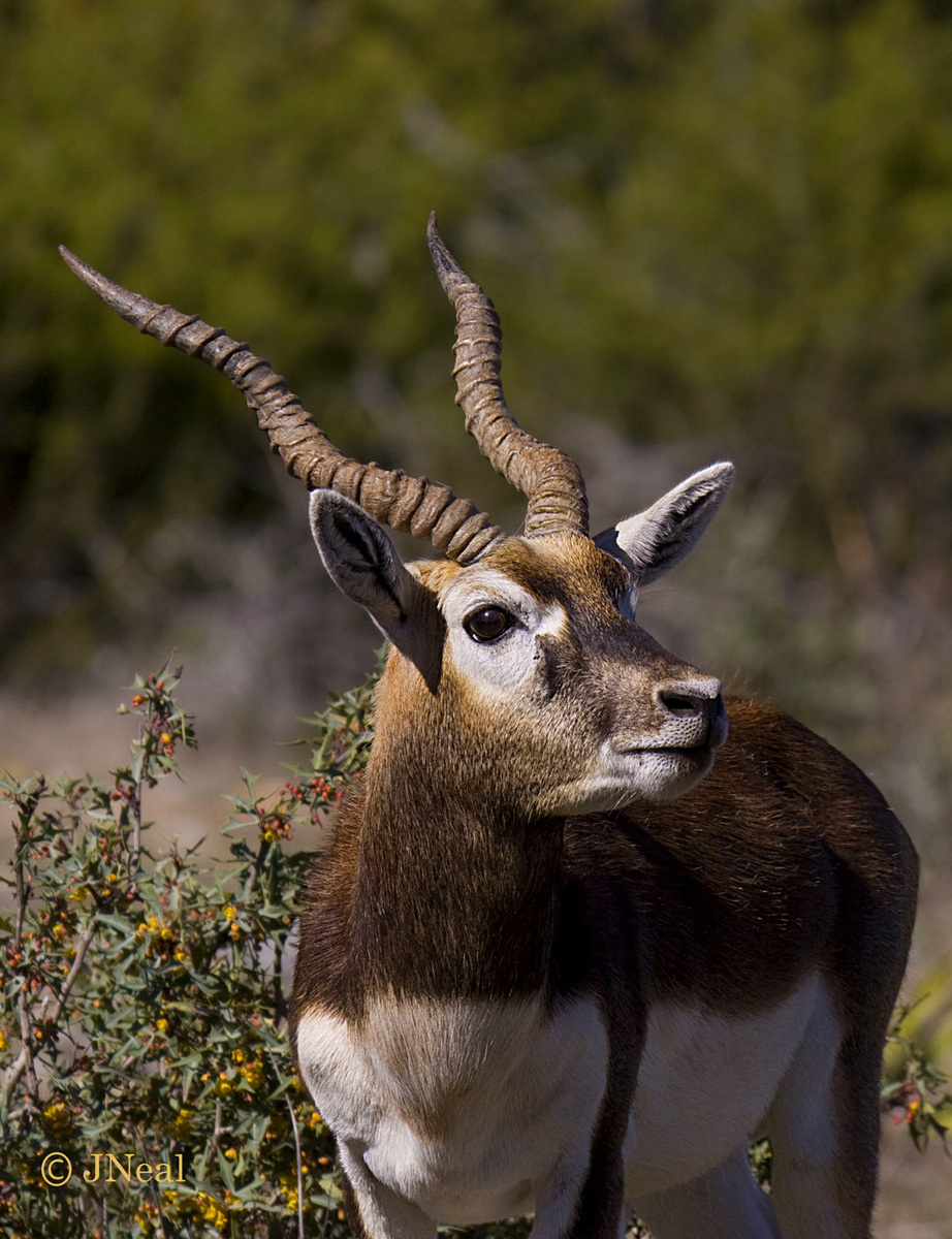 Young Blackbuck