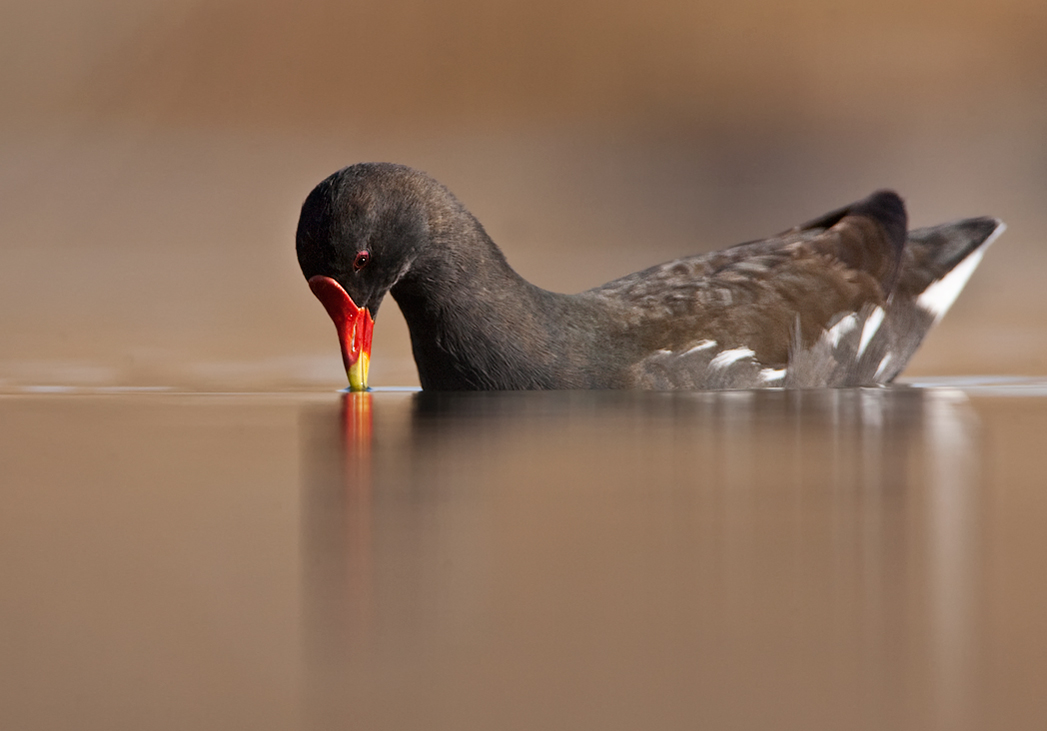 Moorhen