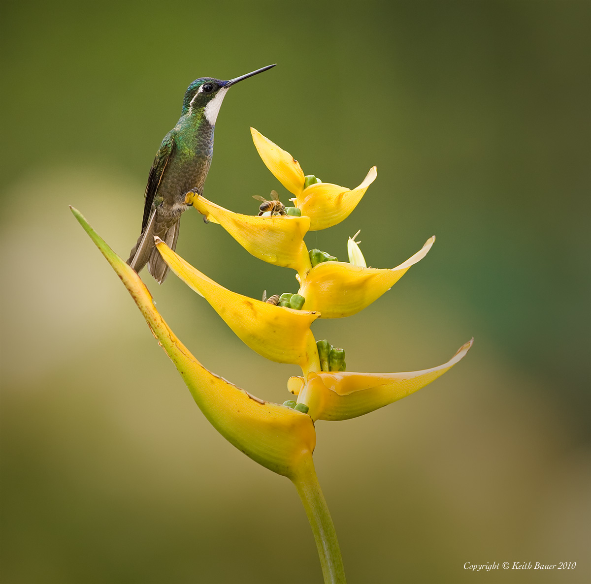Hummer on a Heliconia