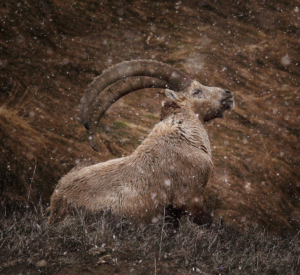 Ibex In the Snow