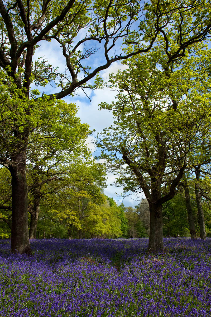 Woodland Bluebells