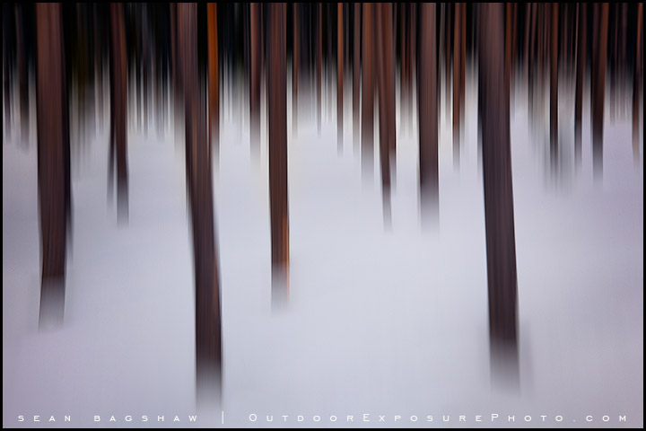 Lost In A Winter Forest