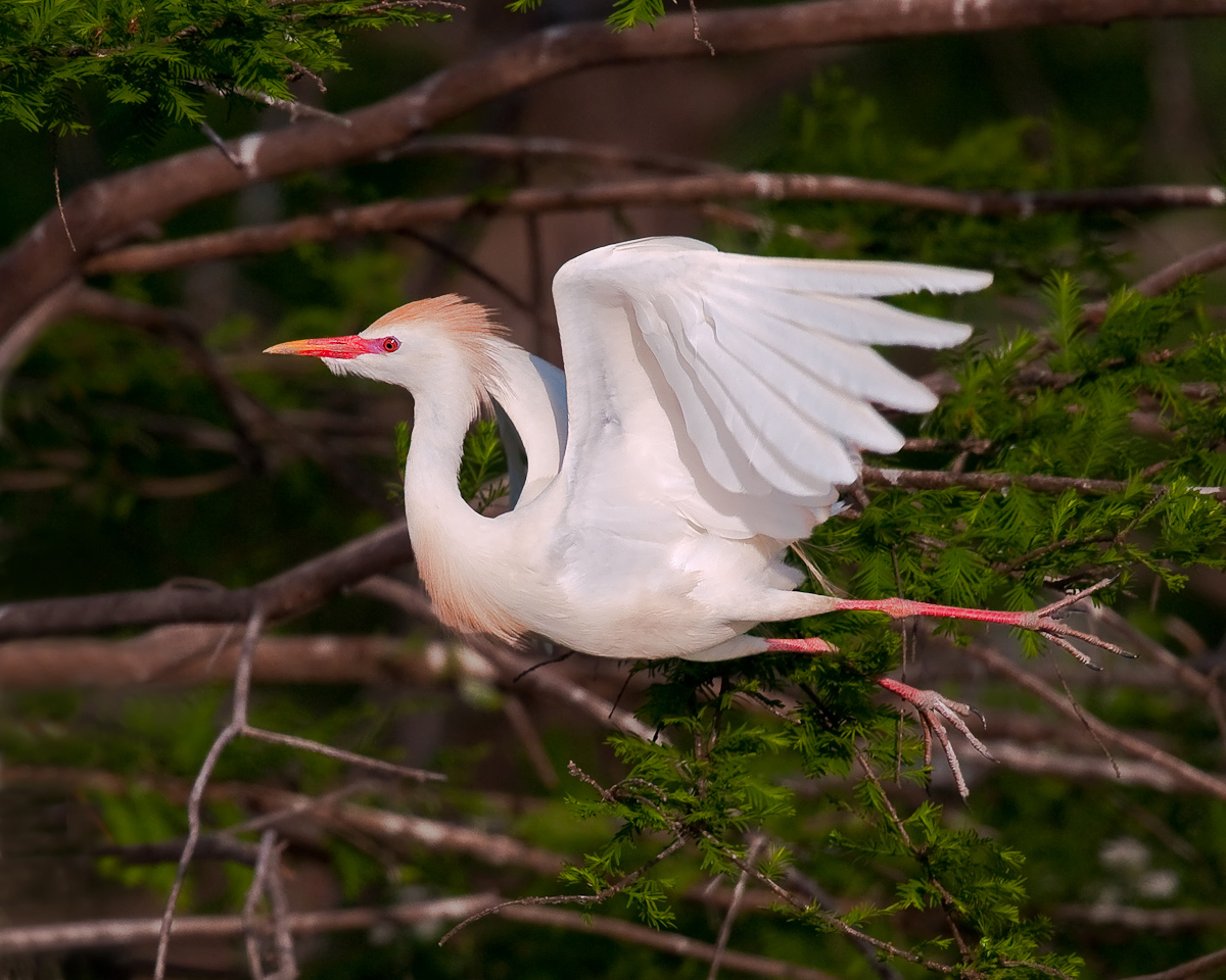 Cattle Egret