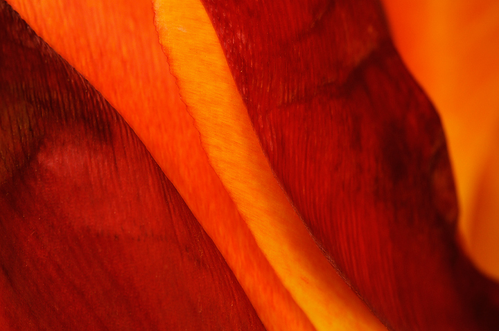 Tulip Variations