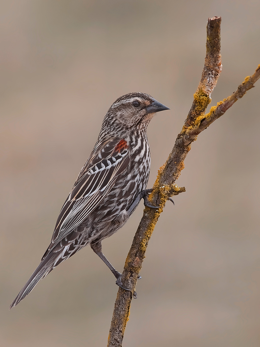 Red Winged Blackbird  