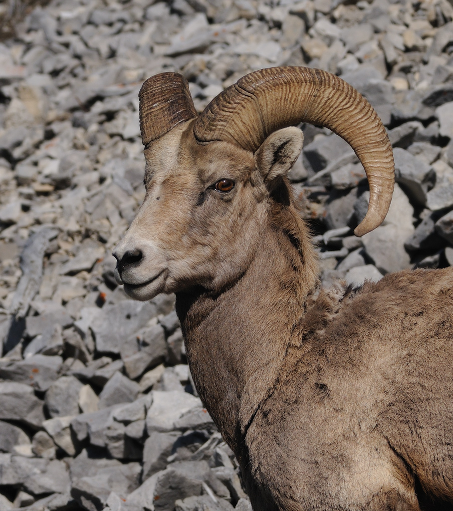 Bighorn