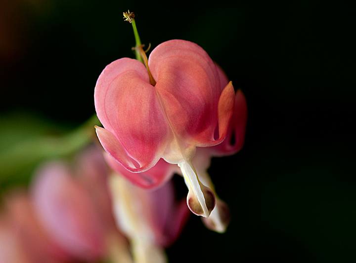 Bleeding Heart