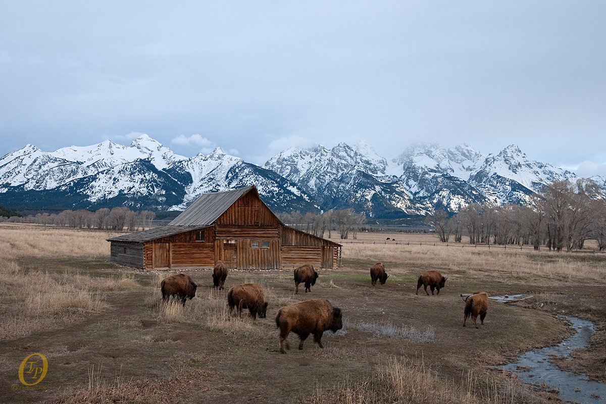 Bison & Barn
