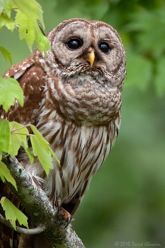 Barred Owl