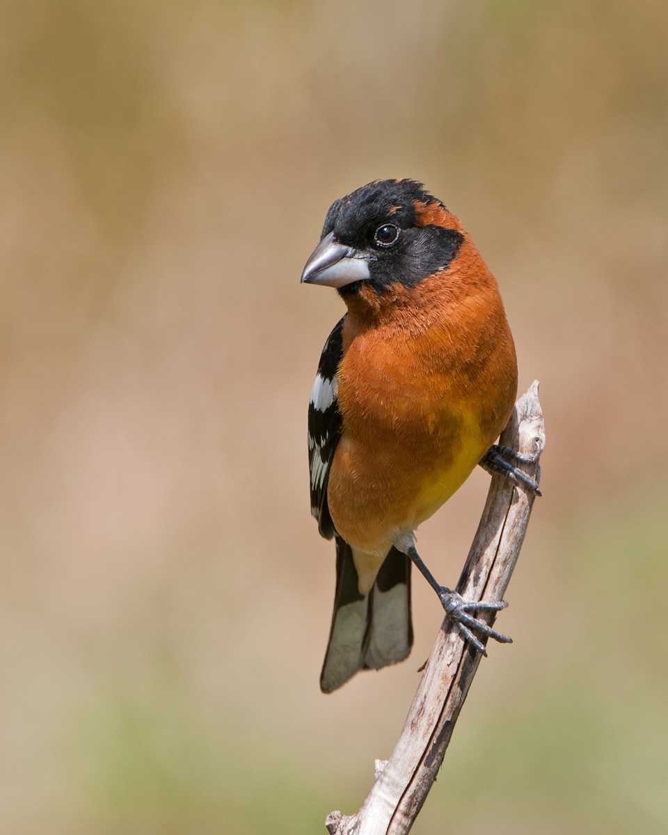 Black-headed Grosbeak
