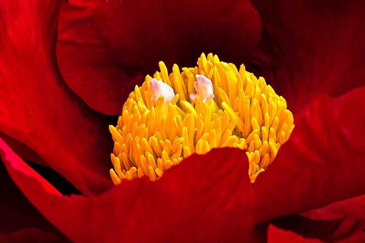 Peony America